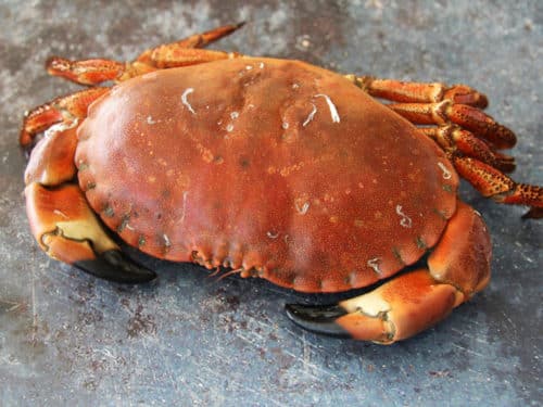 Whole Cornish Female Crabs | Order Online | Next Day Delivery