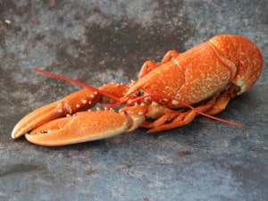 Whole Cornish Lobster | Order Online | Next Day Delivery