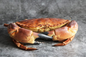 Whole Cornish Male Crabs | Order Online | Next Day Delivery